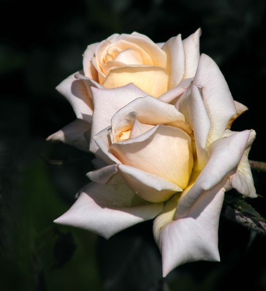 Ivory Tower photo it2013_06260018_zps345f939e.jpg